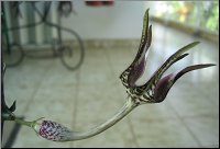 Ceropegia stapelliformis hybride